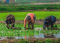 مازندران؛ ممنوعیتی که آب را نجات میدهد اما کشاورز را تنها میگذارد 15 جدال سنت و مدرنیته در شالیزارهای مازندران کشاورز سنتی می