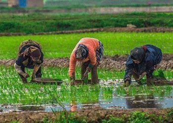 مازندران؛ ممنوعیتی که آب را نجات میدهد اما کشاورز را تنها میگذارد 2 جدال سنت و مدرنیته در شالیزارهای مازندران کشاورز سنتی می