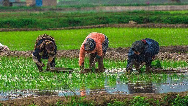 تضاد سنت و مدرنیته در شالیزارهای مازندران گیاه کشاورز سنتی و دلال مدرن غذا می خورد.