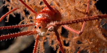 خارق‌العاده‌ترین اکتشافات در دل دریاها؛ از خوک باربی تا گوی