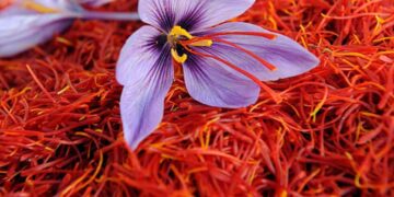 زعفران ایرانی به سرنوشت پسته و فرش دچار شد