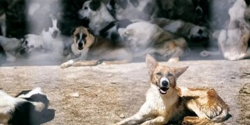 شغل عجیب و پردرآمدی که در ایران مد شد