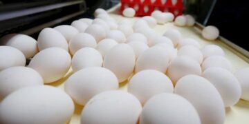 فروش تخم مرغ زیر قیمت مصوب سال گذشته صادرات ۲۰