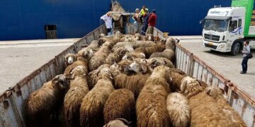 قیمت جدید دام زنده اعلام شد جدول