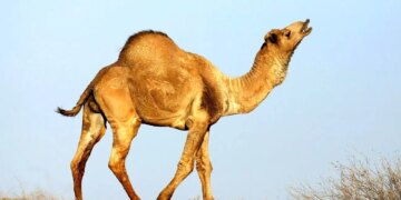 قیمت شتر طی 10 سال 47 برابر شده است قیمت