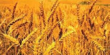 پیش بینی تولید ۱۳۵ میلیون تن گندم در سال جاری