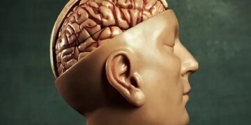 چالش های پیوند مغز چیست؟