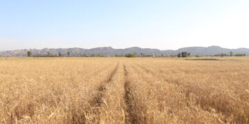 کشاورزان توصیه‌های مبارزه با آفت سن و علف‌های هرز را