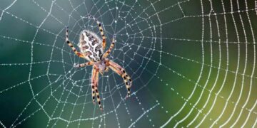 ۱۰ حقیقت حیرت‌انگیز درباره عنکبوت‌ها که باید بدانید