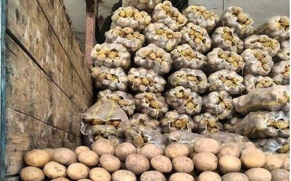 ۱۸۰ هزار تن سیب‌زمینی مازاد، توسط بخش خصوصی صادر شد