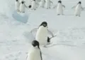 ویدیوی جالب حیات وحشچرا پنگوئن ها تلو تلو خوردن می.webp
