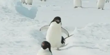 ویدیوی جالب حیات وحشچرا پنگوئن ها تلو تلو خوردن می.webp