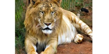 مرگ یک قلاده تایگون در باغ وحش مشهد