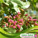 1740004925 680 نهال های معتبر و با کیفیت پسته را از قیمت