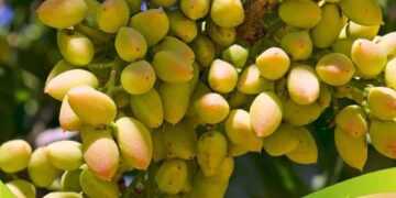 نهال های معتبر و با کیفیت پسته را از قیمت