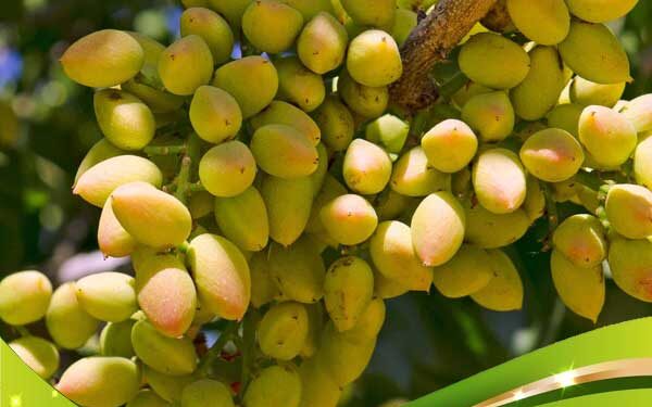 نهال های معتبر و با کیفیت پسته را از قیمت