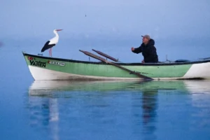 nzj djmjieihbeejcwgyfg