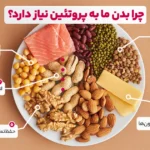 1747163894 195 پروتئین چیست؟ 5 نقش مهم پروتئین در بدن به زبان.webp