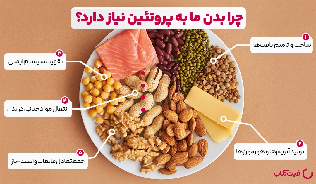 1747163894 195 پروتئین چیست؟ 5 نقش مهم پروتئین در بدن به زبان.webp