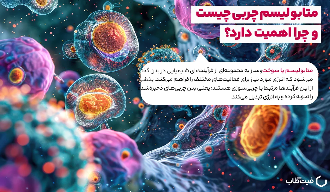 چه ویتامین باعث کاهش شکم می شود؟ 3 متابولیسم چربی چیست و چرا مهم است؟