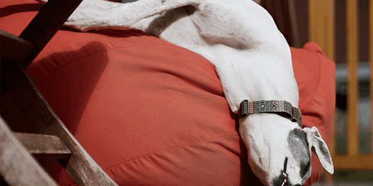 سگ به چند ساعت خواب نیاز دارد؟