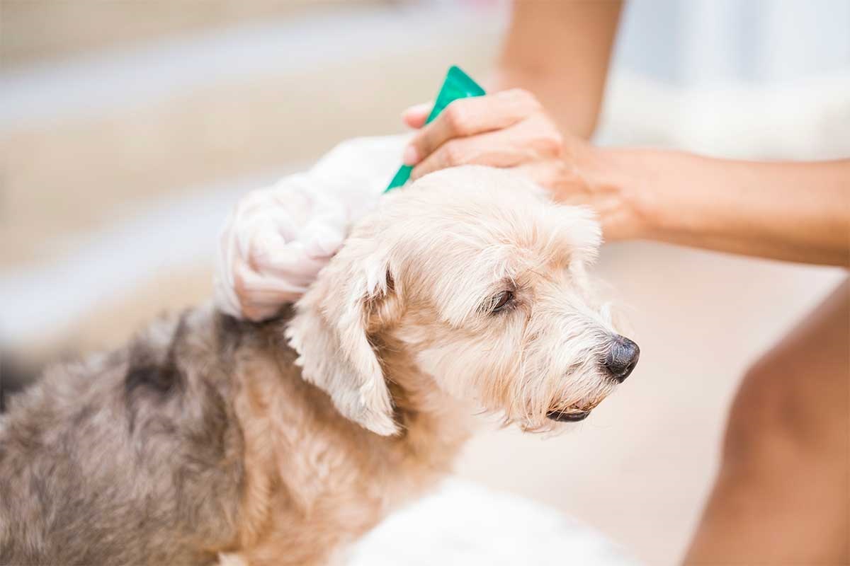 محصولات ضد کک و کنه