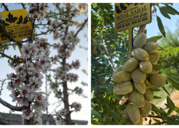 کشت بادام تونو در ایران، راهی به سوی سوددهی سریع و میلیاردی