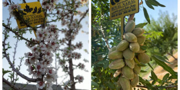 کشت بادام تونو در ایران، راهی به سوی سوددهی سریع و میلیاردی