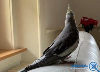 پاک کردن مدفوع پرنده از روی مبل و پرده منزل