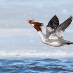 1788435562 592 برندگان مسابقه عکاسی Audubon 2026 معرفی شدند
