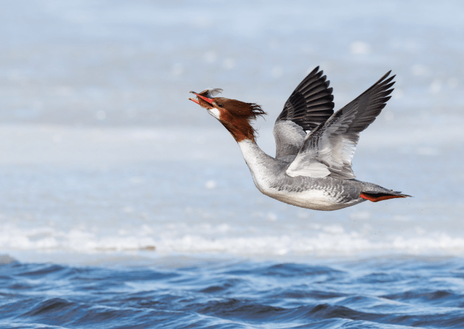 برندگان مسابقه عکاسی Audubon 2026 diginoy معرفی شدند