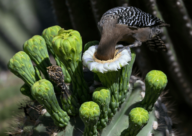 برندگان مسابقه عکاسی Audubon 2026 diginoy معرفی شدند