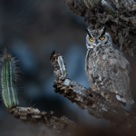 1788435585 808 برندگان مسابقه عکاسی Audubon 2026 معرفی شدند