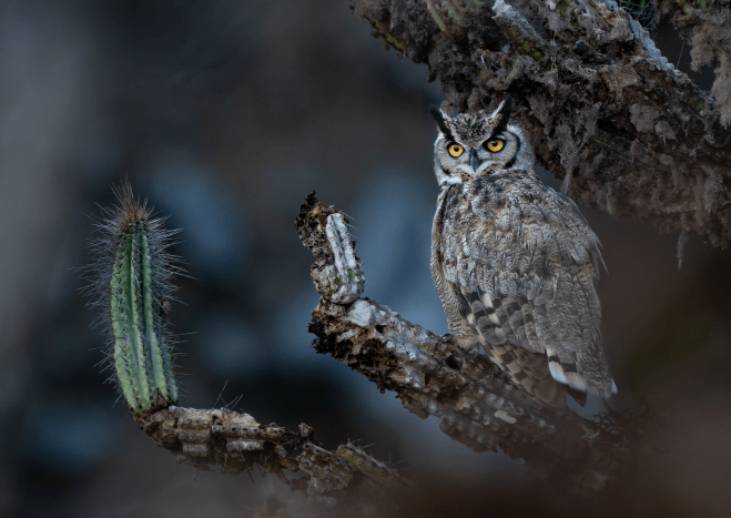 برندگان مسابقه عکاسی Audubon 2026 diginoy معرفی شدند
