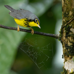 1788435590 554 برندگان مسابقه عکاسی Audubon 2026 معرفی شدند