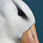 1788435595 984 برندگان مسابقه عکاسی Audubon 2026 معرفی شدند