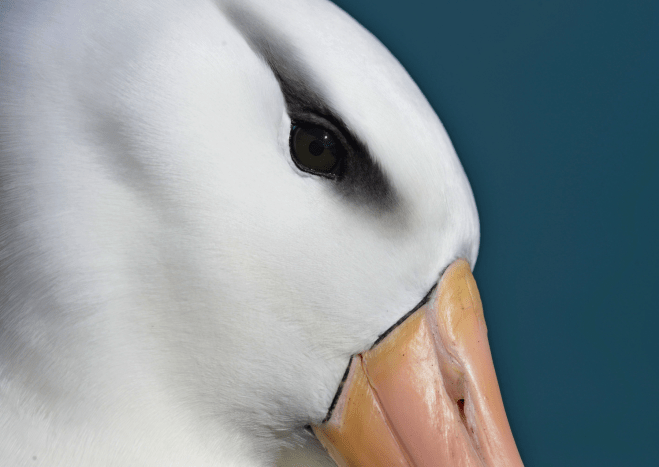 برندگان مسابقه عکاسی Audubon 2026 diginoy معرفی شدند