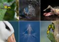 برندگان مسابقه عکاسی Audubon 2026 معرفی شدند