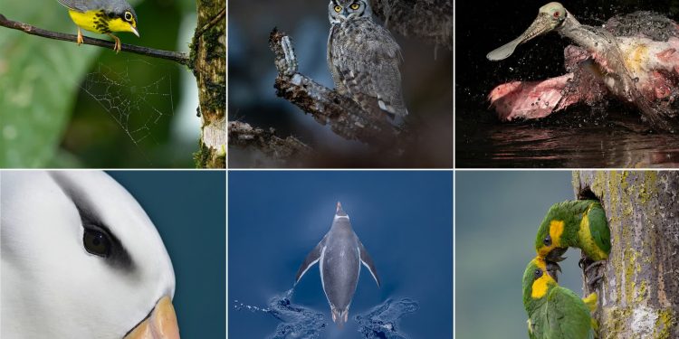 برندگان مسابقه عکاسی Audubon 2026 معرفی شدند