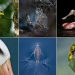 برندگان مسابقه عکاسی Audubon 2026 معرفی شدند 8 برندگان مسابقه عکاسی Audubon 2026 معرفی شدند