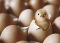 Egg price shock in Tehran each comb up to