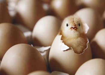 Egg price shock in Tehran each comb up to