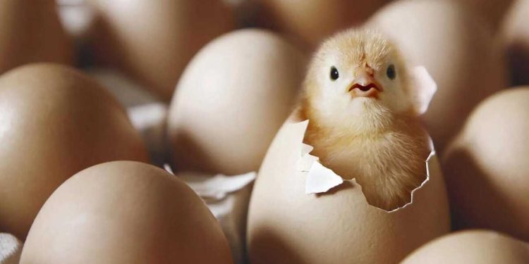 Egg price shock in Tehran / each comb up to 800 thousand tomans! 1 Egg price shock in Tehran each comb up to