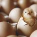 Egg price shock in Tehran each comb up to