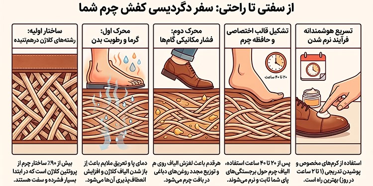 چرا کفش چرم با گذشت زمان راحتتر میشود؟ رازی که در ساختار چرم پنهان است 2 انفوگرافی درباره نرم شدن کفش چرم طبیعی