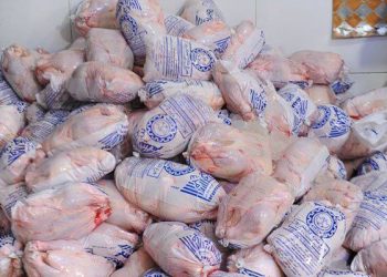 آغاز مرحله جدید خرید حمایتی مرغ مازاد تولید در کردستان