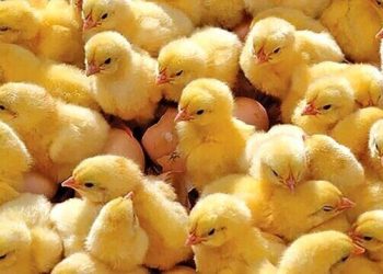 افزایش جوجه‌ریزی مرغداری‌های خوزستان در شهریورماه