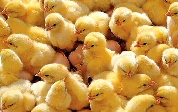 افزایش جوجه‌ریزی مرغداری‌های خوزستان در شهریورماه