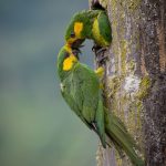 برندگان مسابقه عکاسی Audubon 2026 معرفی شدند