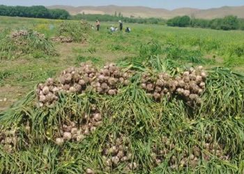 تعاونی زنجیره سیر و موسیر همدان به بهره‌برداری رسید